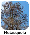 Metasequoia